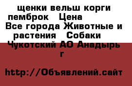 щенки вельш корги пемброк › Цена ­ 50 000 - Все города Животные и растения » Собаки   . Чукотский АО,Анадырь г.